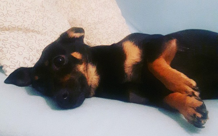 Zbiórka Schronisko dla zwierzat - zdjęcie główne