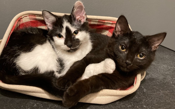 Zbiórka Pięć kocich maluszków i ich mama - zdjęcie główne