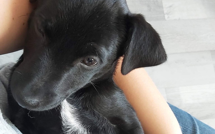 Słodki czarny szczeniak w ramionach, z ciekawym spojrzeniem.