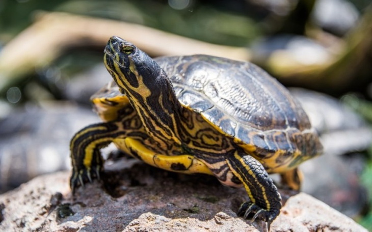 Zbiórka Na żółwia - zdjęcie główne