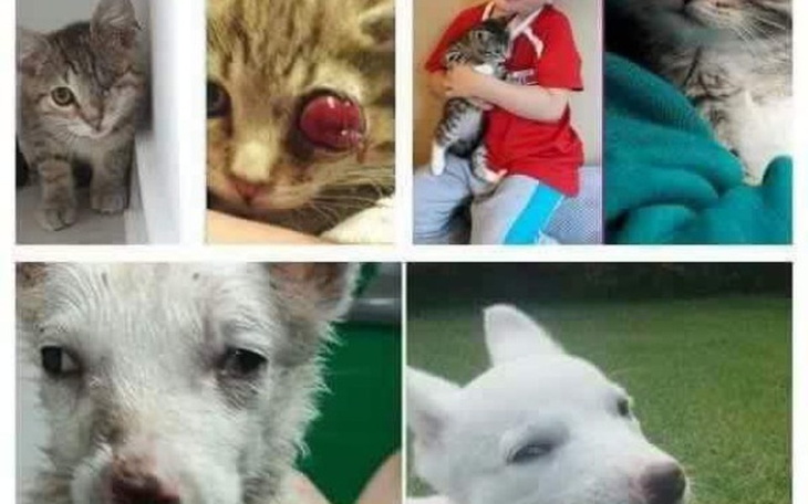 Kolaż zdjęć kotów i psów, pokazujący ich różne wyrazy twarzy.