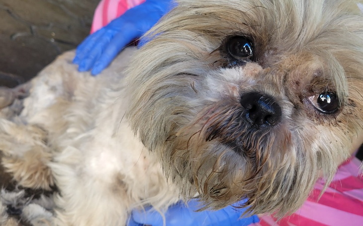 Zbiórka Ratujemy Suri - zdjęcie główne