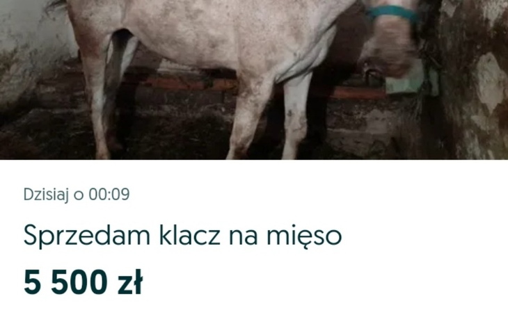 Zbiórka Na wykup klaczy oraz transport - zdjęcie główne