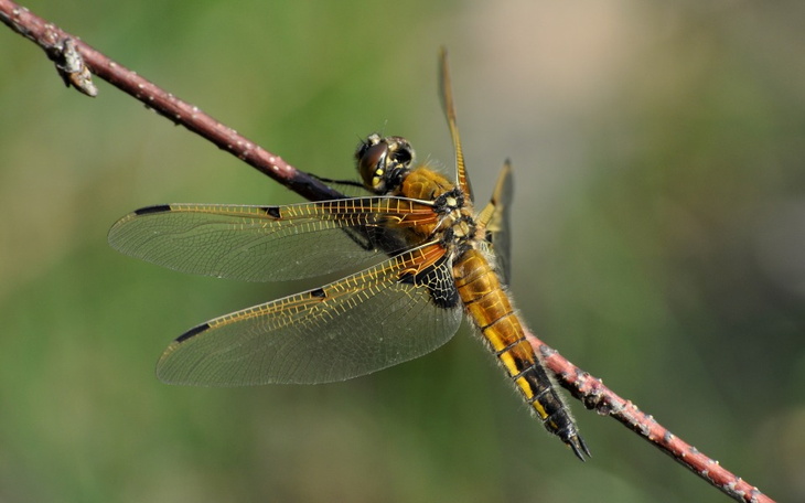 Zbiórka nikon d5000 - zdjęcie główne