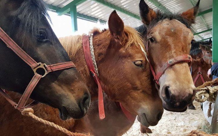 Zbiórka Odnalezione 2 klacze - zdjęcie główne