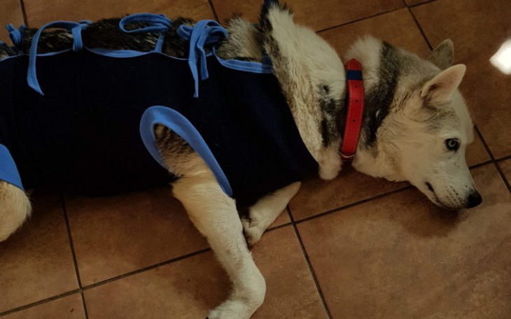 Zbiórka Luna po operacji nowotworu - zdjęcie główne