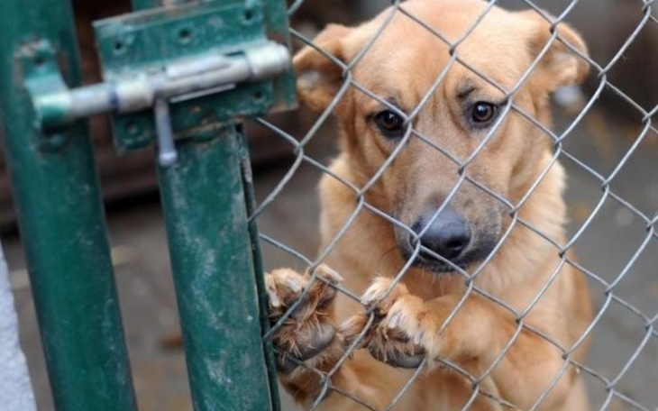 Zbiórka karma, zabawki dla schroniska - zdjęcie główne