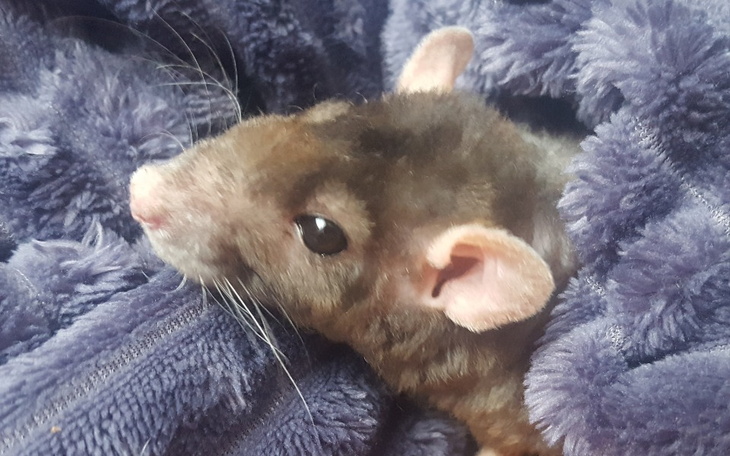 Zbiórka Jesień w Willi - zdjęcie główne