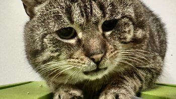 Zbiórka Guzik - najsmutniejszy kot azylu - miniaturka zdjęcia