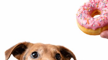 Zbiórka Pączukujemy dla zwierzaków!!! 🍩 - miniaturka zdjęcia