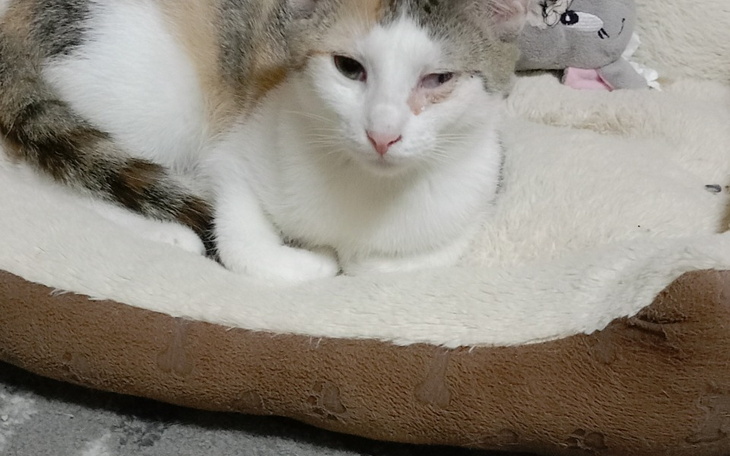 Zbiórka Pauleukopenia uratować kocieta - zdjęcie główne