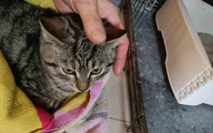 Kot trzymany w rękach, z wyrazem niepokoju na twarzy.