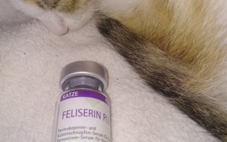 Kot obok butelki z lekiem Feliserin.