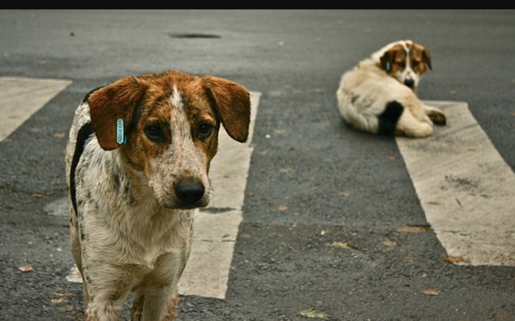 Zbiórka Bezpańskie Zwierzaki - zdjęcie główne