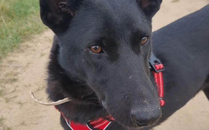 Czarny pies z wyrazistymi oczami, gotowy do zabawy.