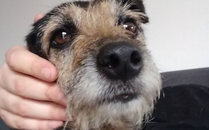 Zbiórka Łapa dla psa - zdjęcie główne