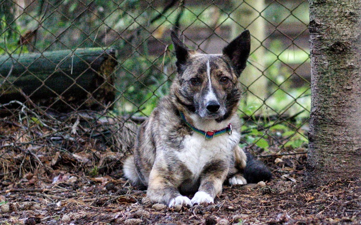 Zbiórka Czy ktoś wspomoże Lusię... - zdjęcie główne