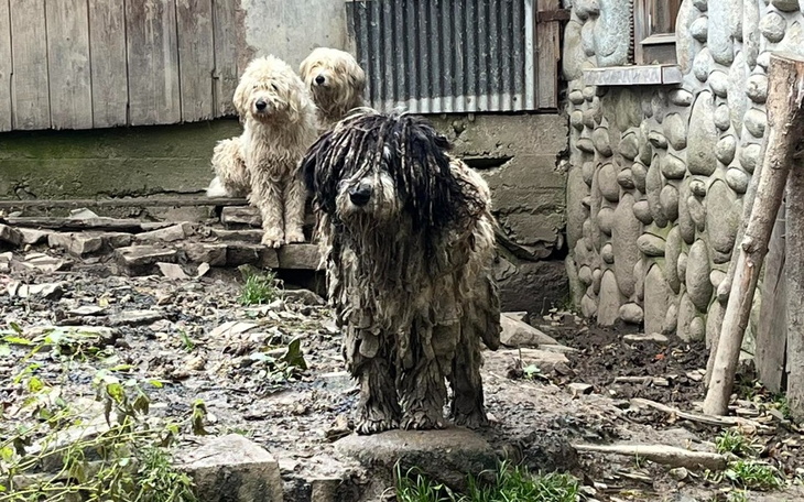Zbiórka Upodlone psy z Podhala - zdjęcie główne