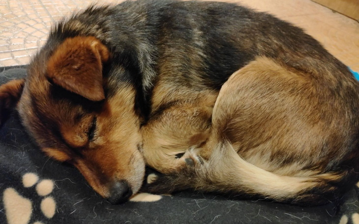 Piesek zwinięty w kłębek, śpiący na miękkim kocyku.