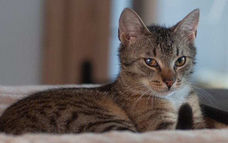 Kot w pozycji relaksacyjnej, z ciekawym spojrzeniem.