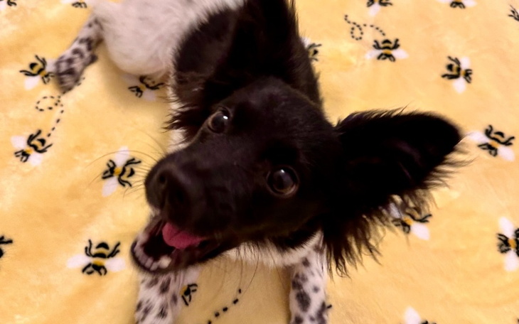 Radosny piesek z dużymi uszami na żółtym tle.