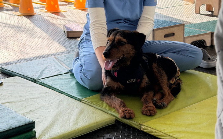 Pies siedzący na podłodze, z właścicielem w tle.