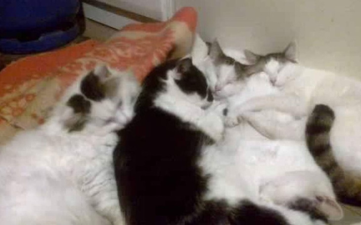 Zbiórka Kiedy koty chodzą głodne... - zdjęcie główne