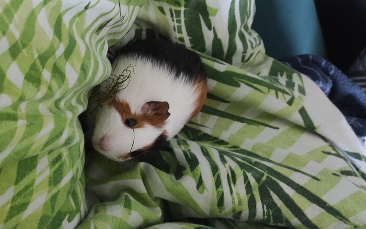 Zbiórka Skórzak rogówki u świnki morskie - zdjęcie główne