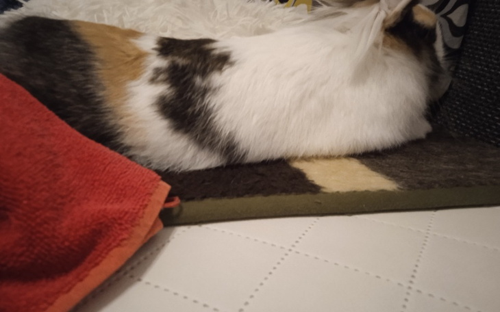 Zbiórka Kastracja Pucha i Cocos - zdjęcie główne