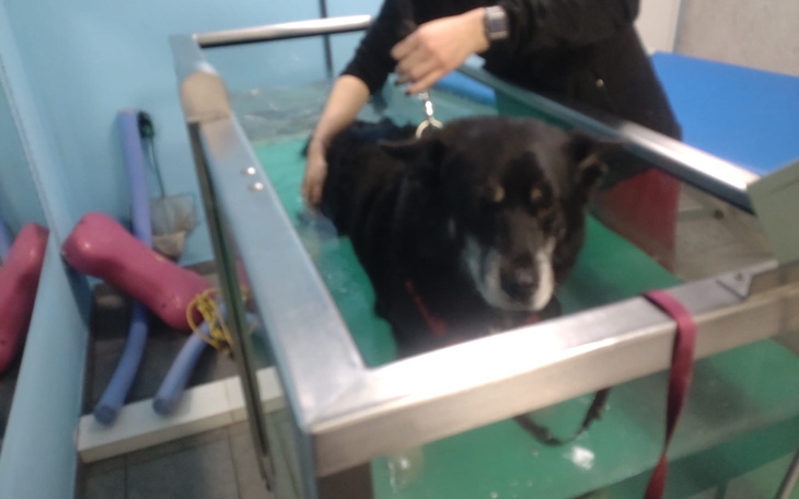 Pies w wodzie podczas rehabilitacji.