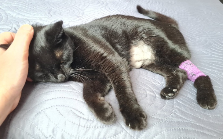 Zbiórka Zoya - FIP fighter - - zdjęcie główne