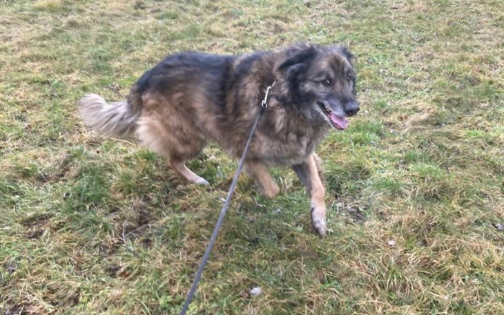 Zbiórka Hotelik Leona trzeba opłacić - zdjęcie główne