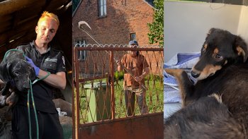 Zbiórka Psy kosyniera - miniaturka zdjęcia
