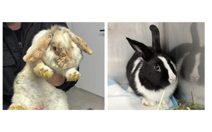 Dwa króliki, jeden z długimi uszami, drugi z krótkimi.