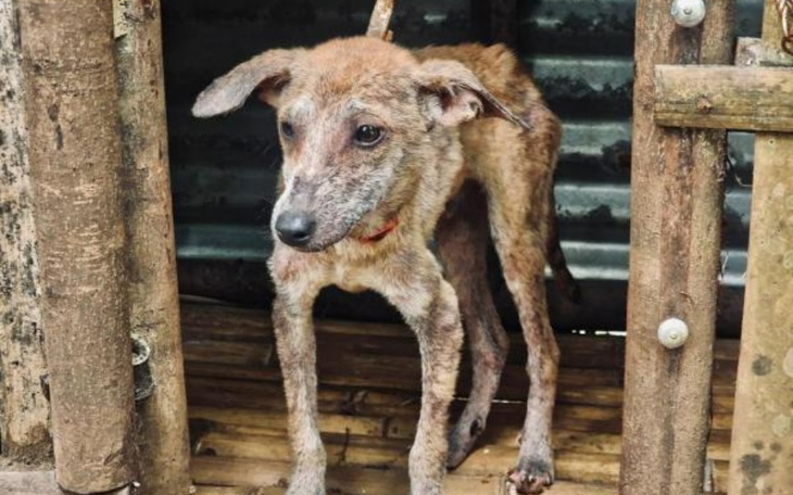 Zbiórka Pumbie z Filipin grozi śmierć - zdjęcie główne