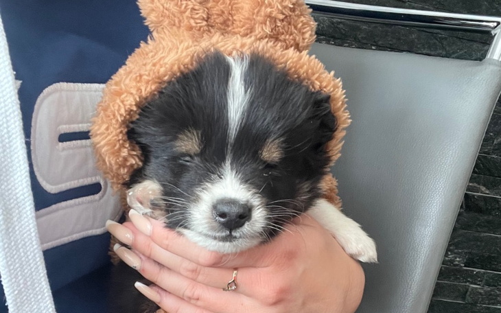 Słodki szczeniak w pluszowym kapturze, trzymany na rękach.