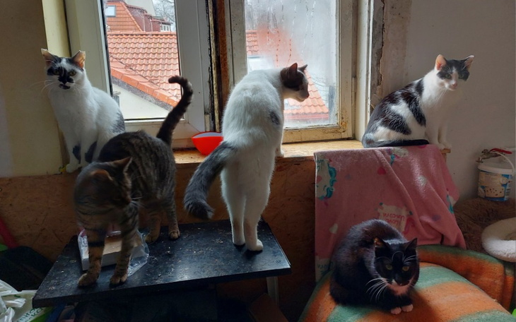 Zbiórka Budujemy azyl dla kotów - zdjęcie główne