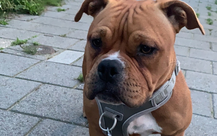 Zbiórka Pomoz Jazzy biegac - zdjęcie główne