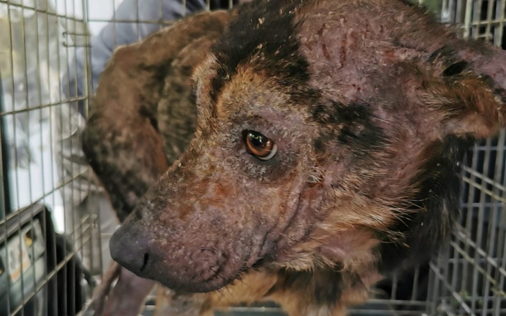 Zbiórka Skatowane Psy z Podbeskidzia - zdjęcie główne