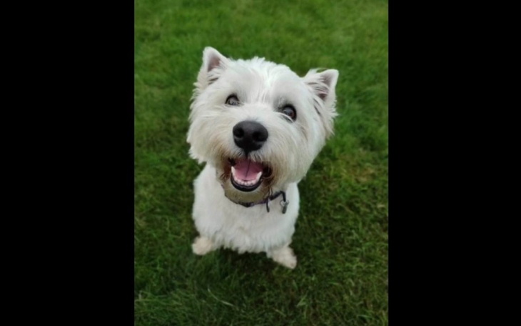 Zbiórka Operacja rzepki i więzadła - zdjęcie główne