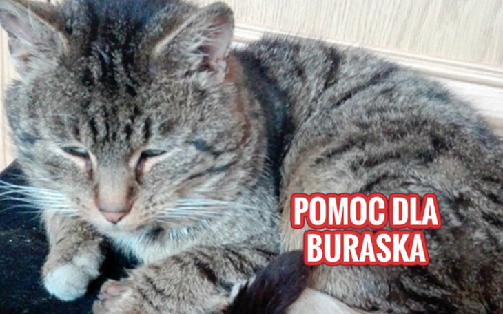 Zbiórka Pomoc dla Buraska. - zdjęcie główne