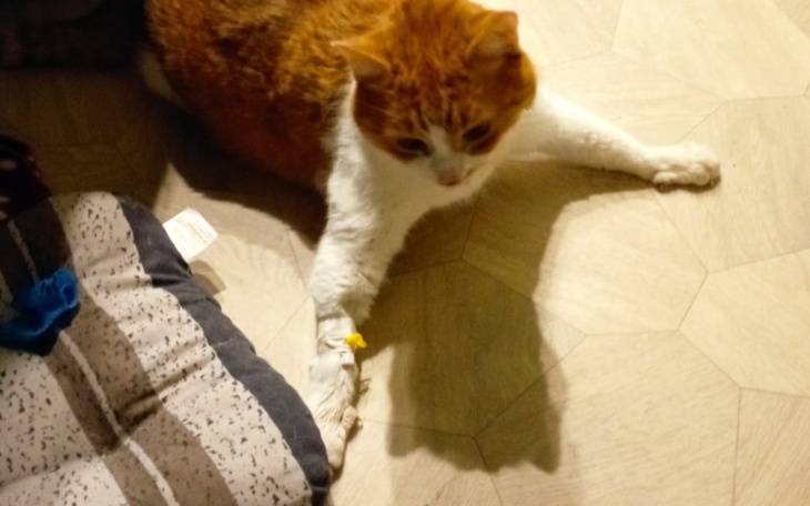 Zbiórka Padaczka zabiera ukochanego kota - zdjęcie główne