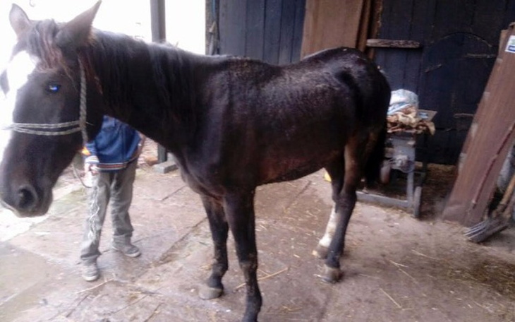 Zbiórka Razem ocalmy ją od śmierci... - zdjęcie główne
