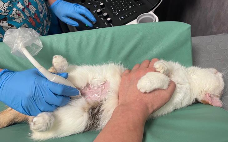 Kot na stole weterynaryjnym podczas badania ultrasonograficznego.