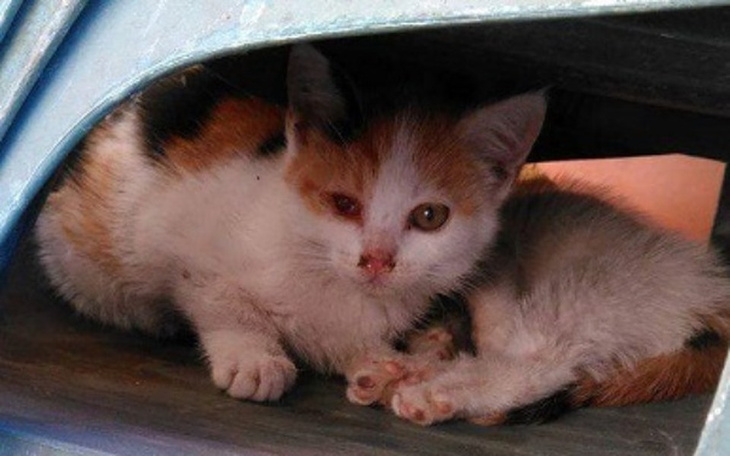 Zbiórka Uratuj ze mną kolejnego futrzaka - zdjęcie główne