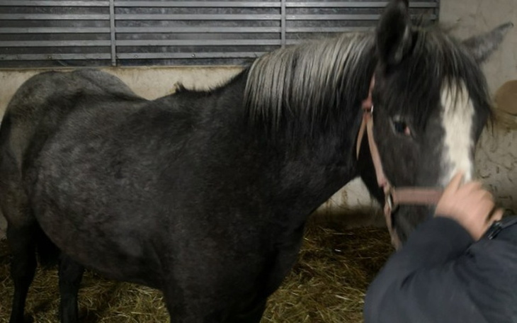 Zbiórka Na kupno konia urodzinowego - zdjęcie główne