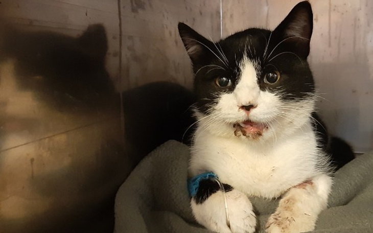 Zbiórka Maluch po wypadku - leczenie - zdjęcie główne