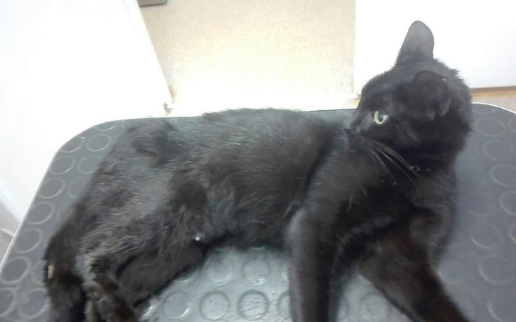 Zbiórka Na operację bezdomnej kotki - zdjęcie główne