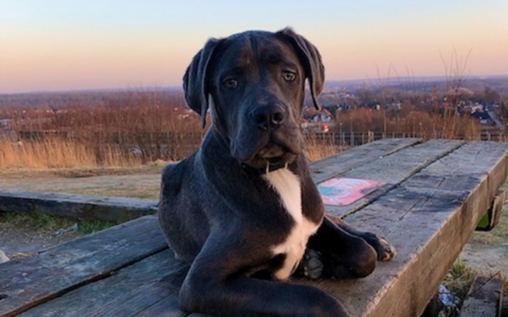 Zbiórka By młody pies mógł biec... - zdjęcie główne