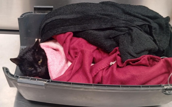 Zbiórka Pomóc Fredu - zdjęcie główne